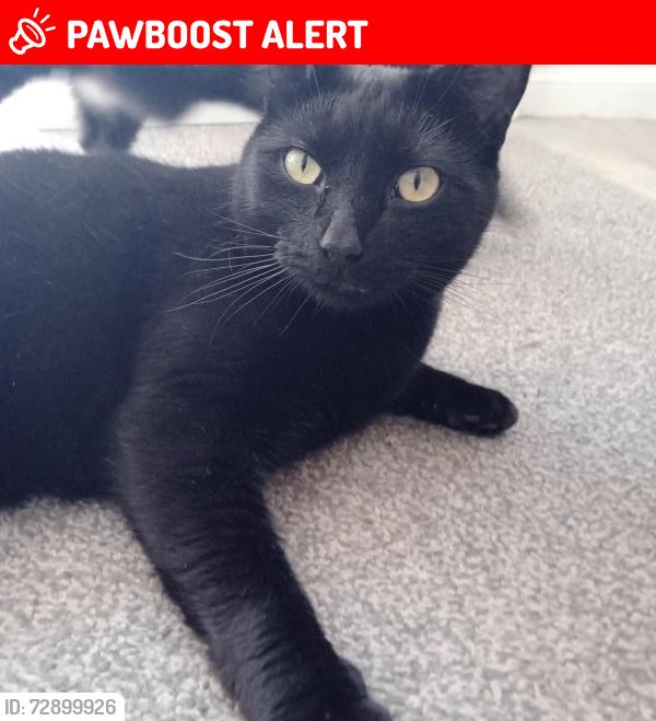 Lost Male Cat last seen Spinning wheel drive nuneaton, Warwickshire, England CV11