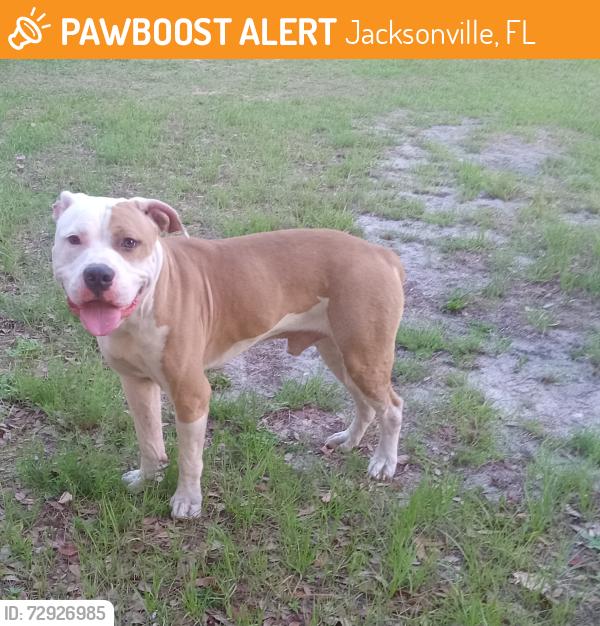 Found/Stray Male Dog last seen Hwy 17 and Main St. , Jacksonville, FL 32218