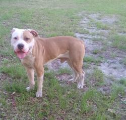 Found/Stray Male Dog last seen Hwy 17 and Main St. , Jacksonville, FL 32218