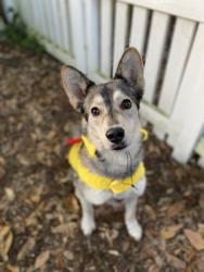 Lost Male Dog last seen country club dr, Wilmington, NC 28403