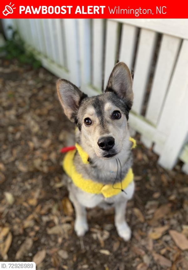 Lost Male Dog last seen country club dr, Wilmington, NC 28403
