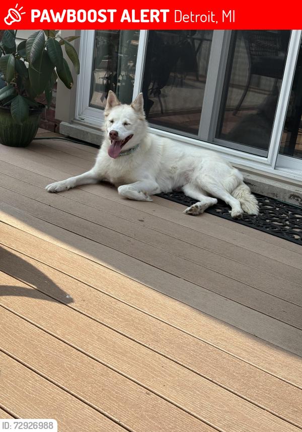 Lost Female Dog last seen Cecil and Michigan Ave , Detroit, MI 48210