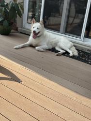 Lost Female Dog last seen Cecil and Michigan Ave , Detroit, MI 48210