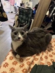 Reunited Male Cat last seen Wyoming Ave and Pringle By the Sunoco Tire Choice and Kingston Veterinary Clinic , Kingston, PA 18704