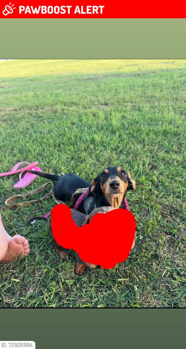 Lost Female Dog last seen Bundaberg, Bundaberg South, QLD 4670
