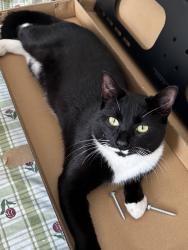 Reunited Male Cat last seen Green Lane, South Park, Greater London, England IG1 1RH