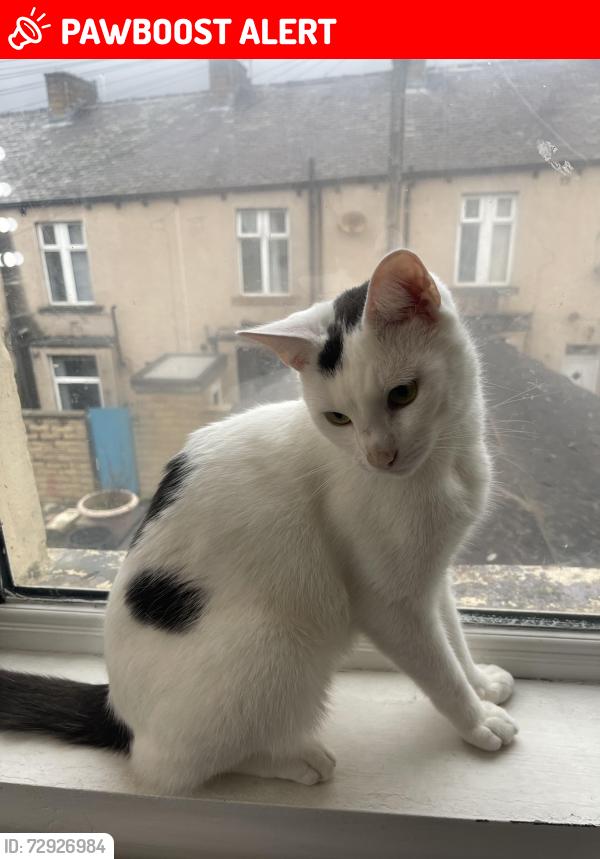 Lost Male Cat last seen Nelson, Lancashire, England BB9 9RH