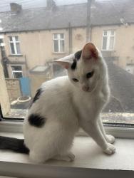 Lost Male Cat last seen Nelson, Lancashire, England BB9 9RH