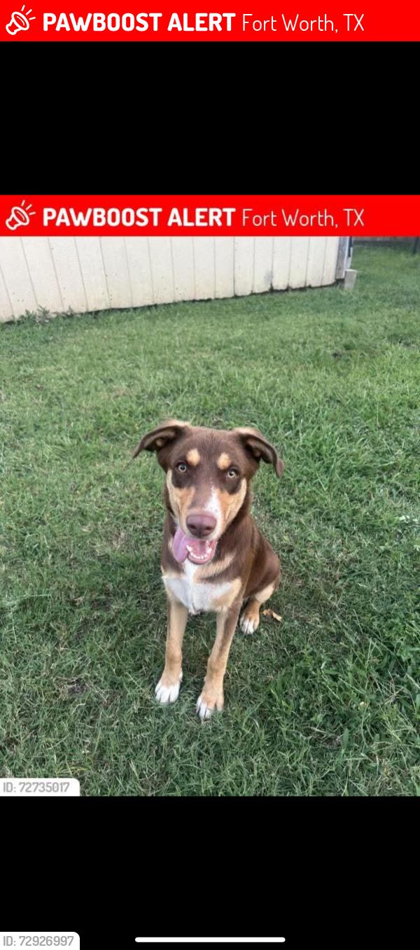 Lost Male Dog last seen Fincher rd, Fort Worth, TX 76117