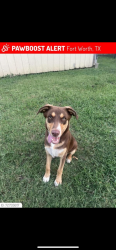 Lost Male Dog last seen Fincher rd, Fort Worth, TX 76117