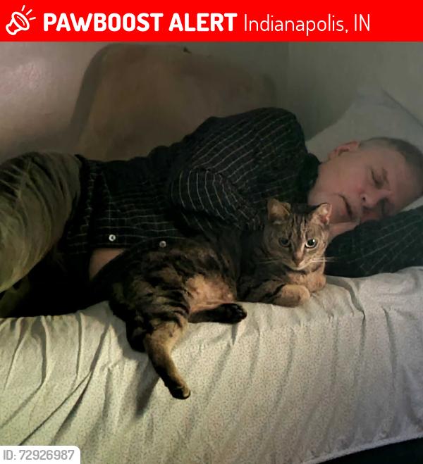 Lost Female Cat last seen New York and Devon Avenue, Indianapolis, IN 46219