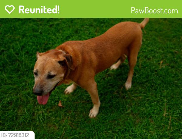 Reunited Male Dog last seen Moss rock Preserve , Hoover, AL 35226