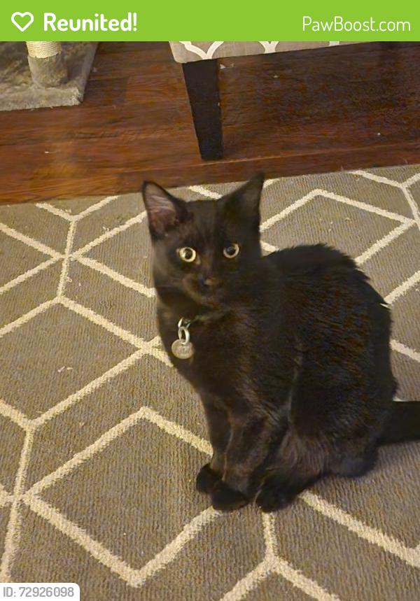 Reunited Male Cat last seen 8th and Taft, Loveland, CO 80537