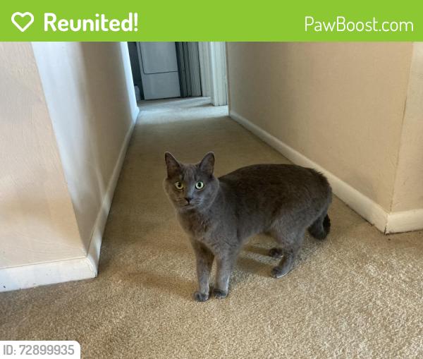 Reunited Female Cat last seen Near Garden Knoll Lane, Raleigh, NC 27614