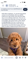 Lost Female Dog last seen 31st and 32nd Street, McAllen Tx, McAllen, TX 78501
