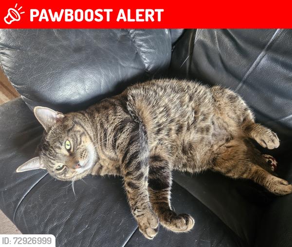 Lost Male Cat last seen Es road ran into gardens, Leicester, England LE4