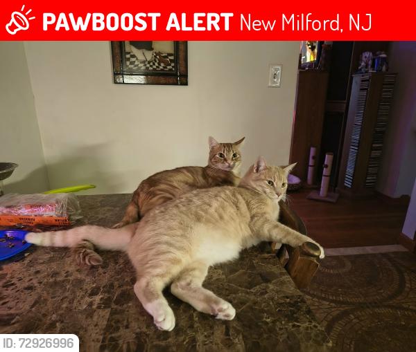 Lost Male Cat last seen Madison Ave & Blvd New ord NJ, New Milford, NJ 07646