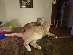 Lost Male Cat last seen Madison Ave & Blvd New ord NJ, New Milford, NJ 07646