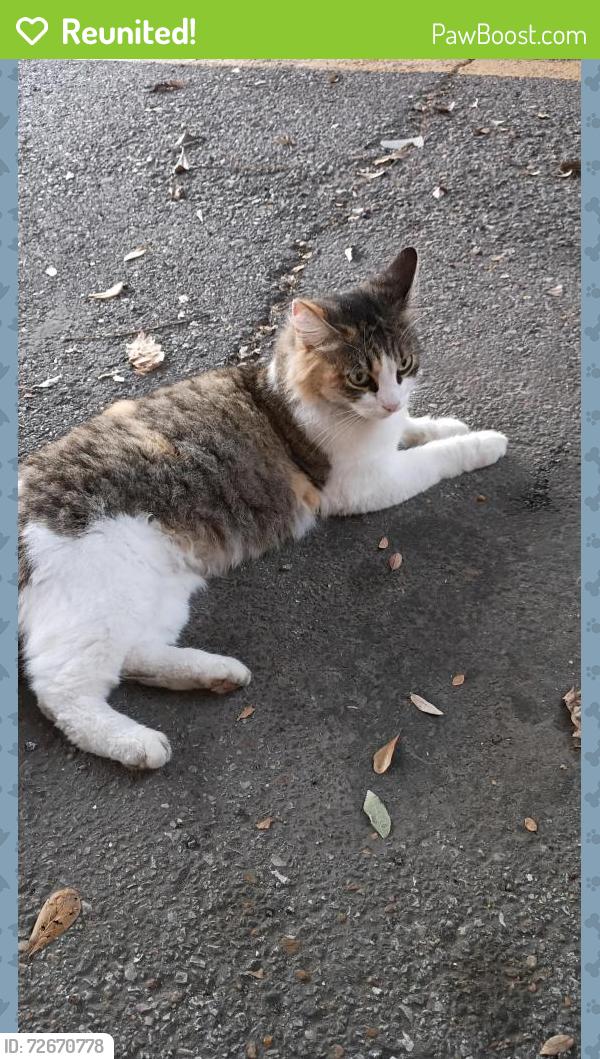 Reunited Female Cat last seen Westerland, Houston, TX 77063