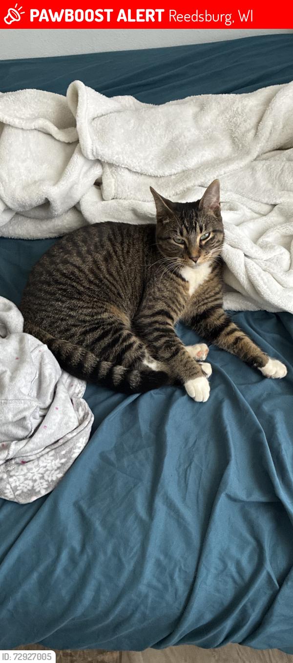 Lost Female Cat last seen Mirror Lake State Park, Reedsburg Road, Reedsburg, WI 53959