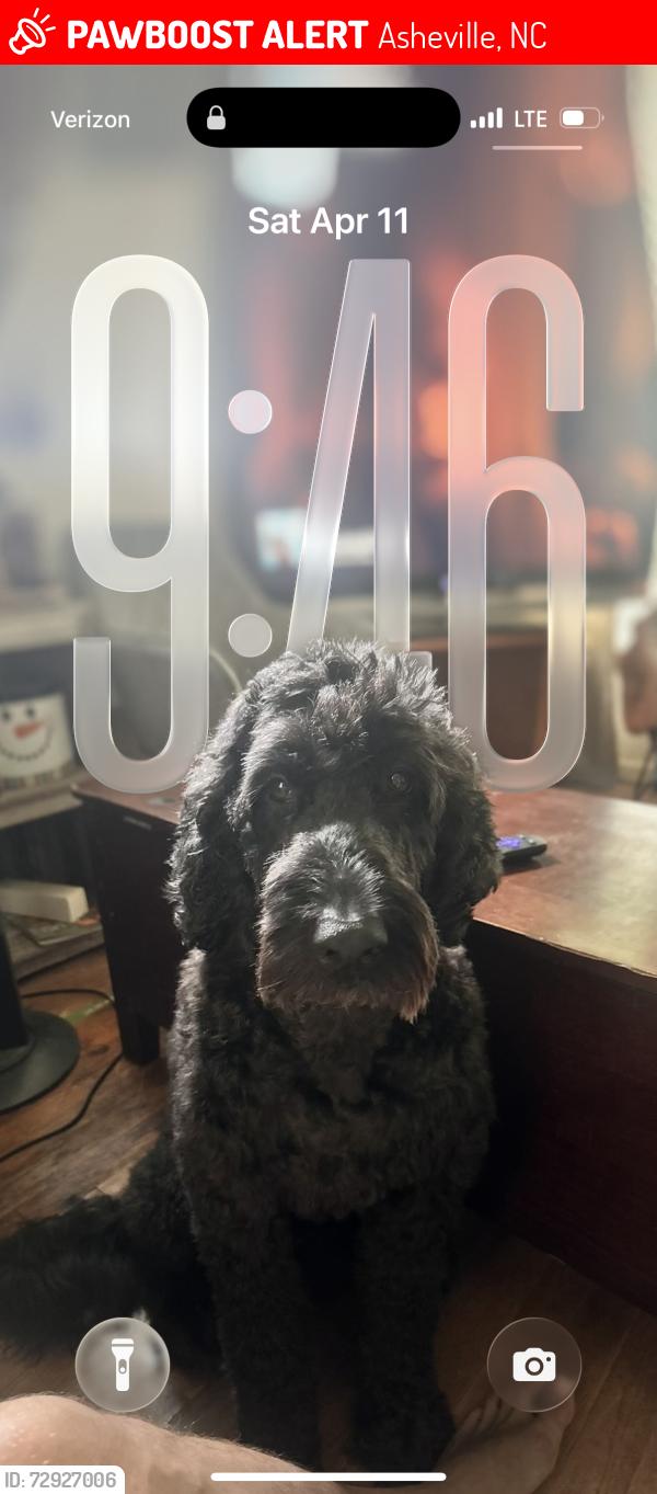 Lost Male Dog last seen Near Jarrett st , Asheville, NC 28806