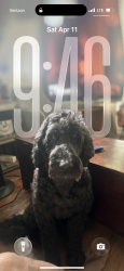 Lost Male Dog last seen Near Jarrett st , Asheville, NC 28806