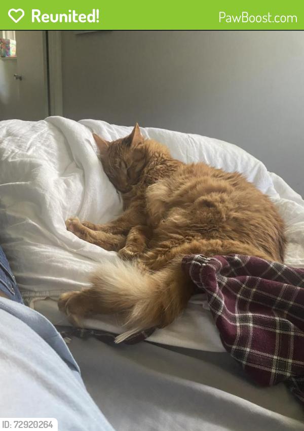 Reunited Male Cat last seen Near Hayes ct, Charlotte, NC 28205