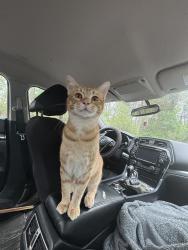 Lost Male Cat last seen Alamo motel, Ocala, FL 34470