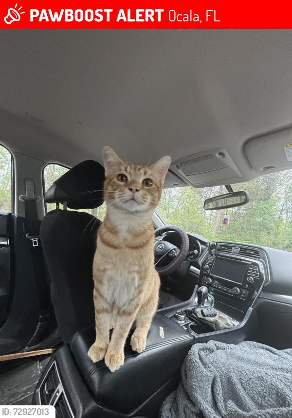 Lost Male Cat last seen Alamo motel, Ocala, FL 34470