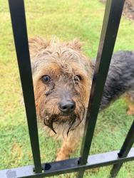Reunited Male Dog last seen Hanging Valley Way and Cresting Wave Drive , Wake Forest, NC 27587