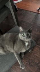 Lost Male Cat last seen Hickory Road & Juniper Road , Vernon Township, NJ 07422