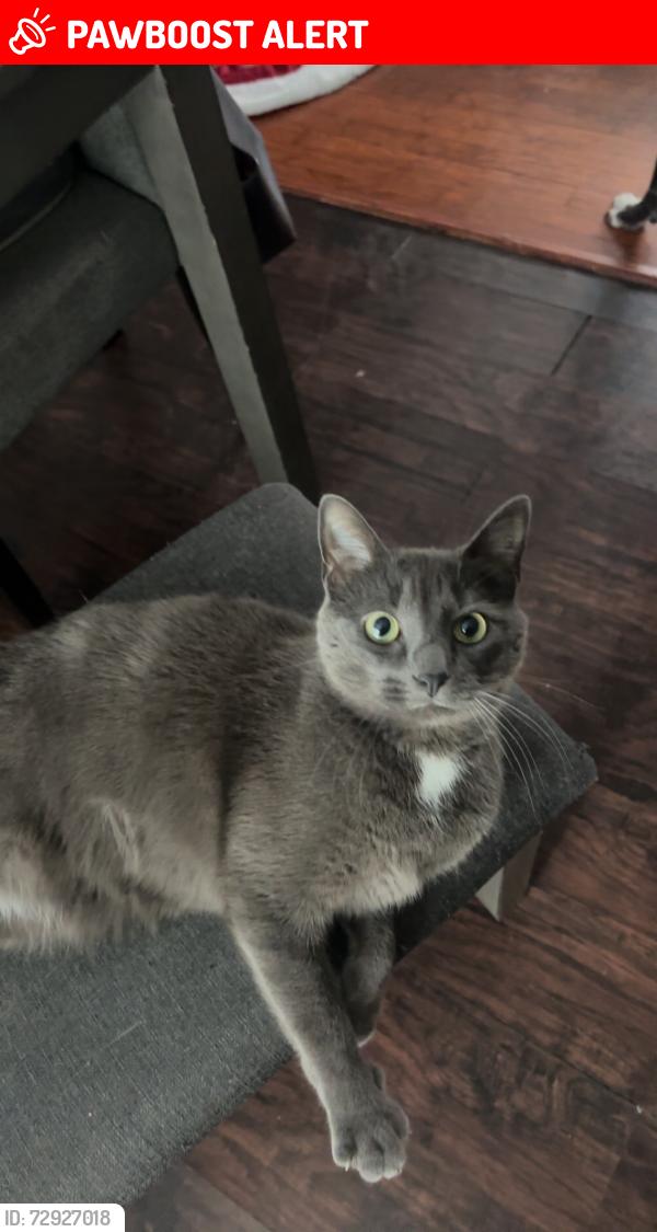 Lost Male Cat last seen Hickory Road & Juniper Road , Vernon Township, NJ 07422