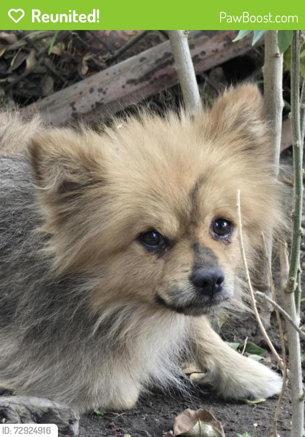 Reunited Unknown Dog last seen West Gage Ave, Los Angeles, CA 90044