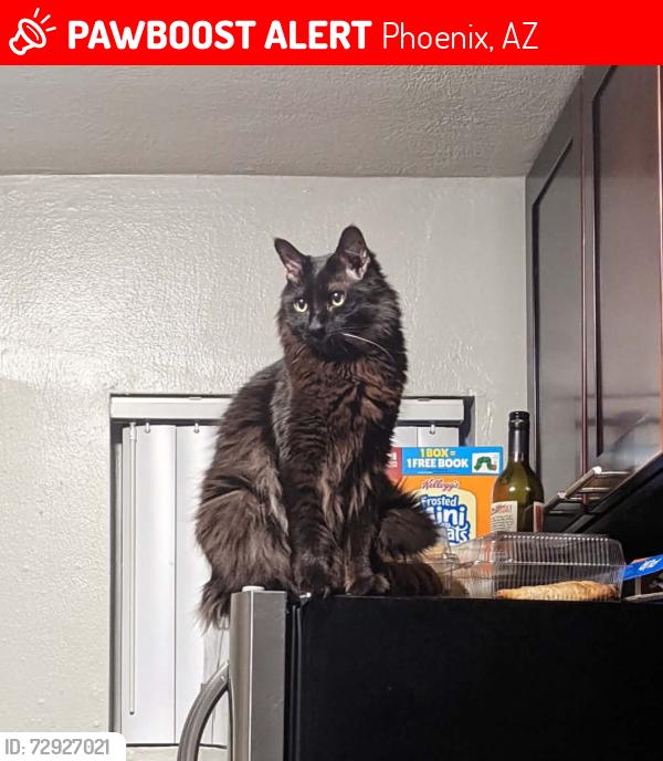 Lost Male Cat last seen 17th ave and bell, Phoenix, AZ 85023