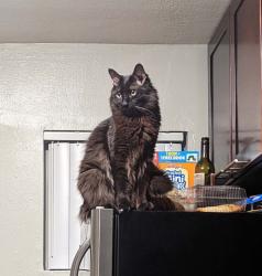 Lost Male Cat last seen 17th ave and bell, Phoenix, AZ 85023