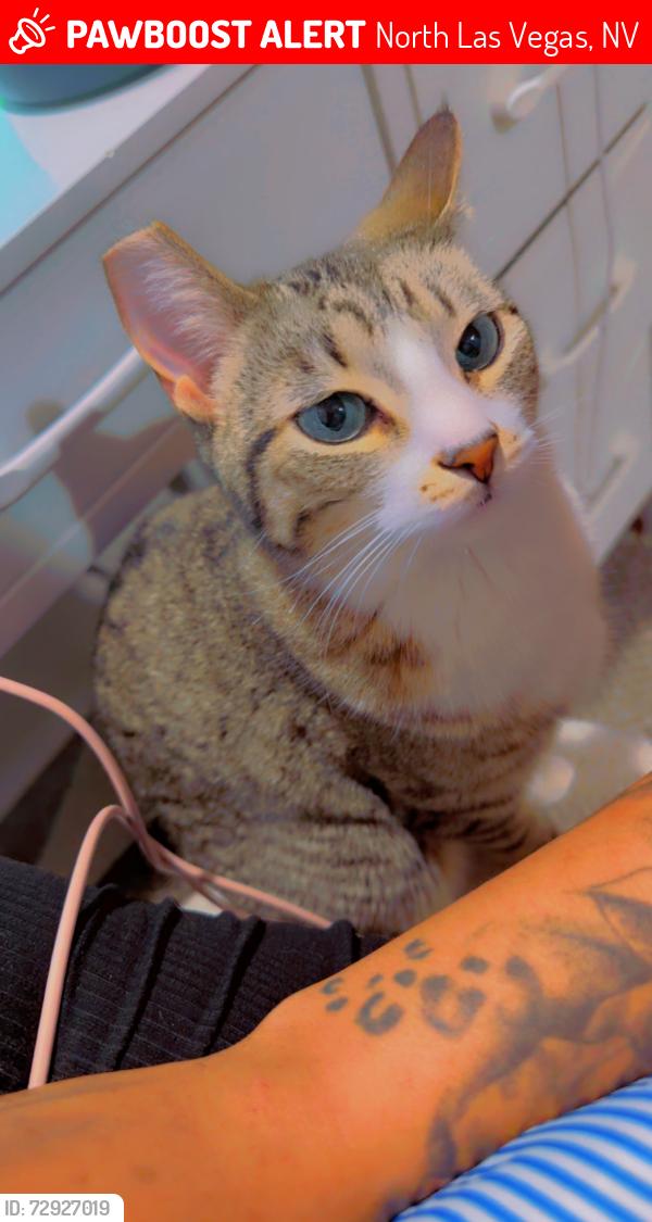 Lost Female Cat last seen Aliante and Simmons , North Las Vegas, NV 89031