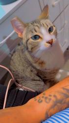 Lost Female Cat last seen Aliante and Simmons , North Las Vegas, NV 89031