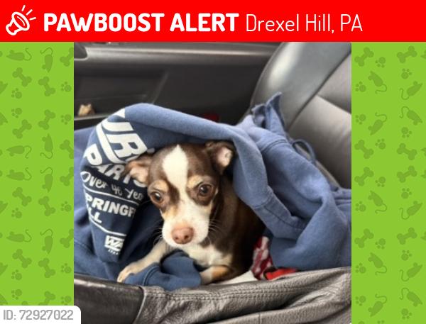 Lost Female Dog last seen marshall, burmont, darby creek, Drexel Hill, PA 19026