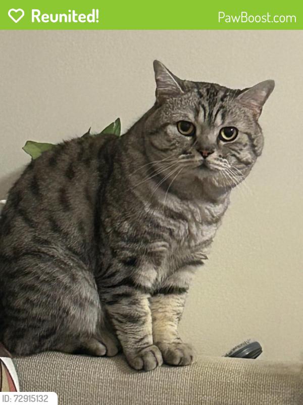 Reunited Male Cat last seen Wakefield by Montessori Academy, Yonkers, NY 10704