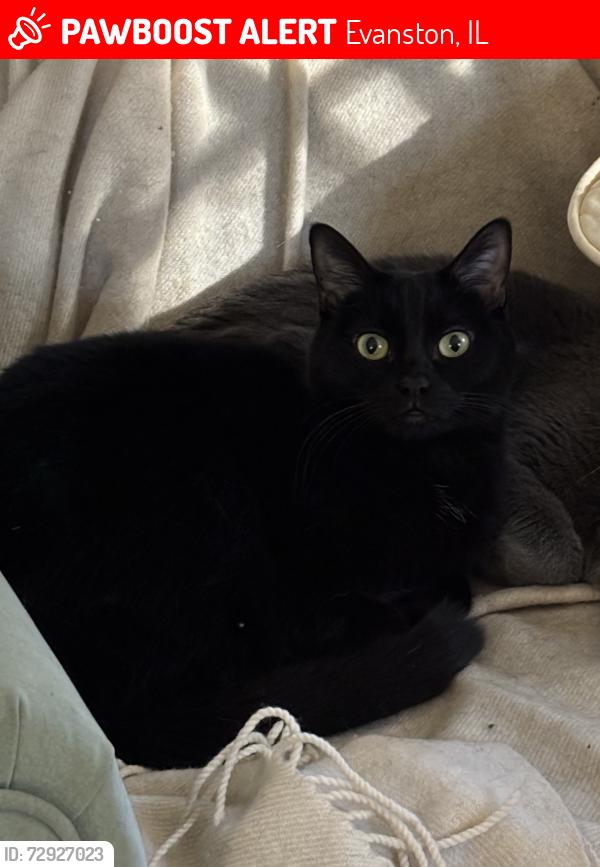 Lost Female Cat last seen Near Milburn St , Evanston, IL 60201