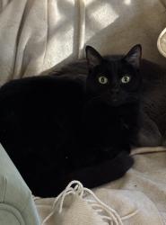 Lost Female Cat last seen Near Milburn St , Evanston, IL 60201