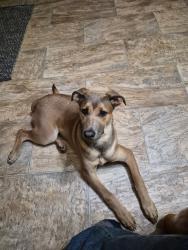 Reunited Female Dog last seen Hwy 49, Macon, GA 31213