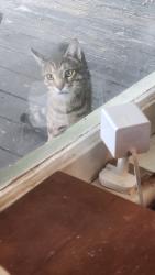 Found/Stray Unknown Cat last seen Lineberger, Gastonia, NC 28052