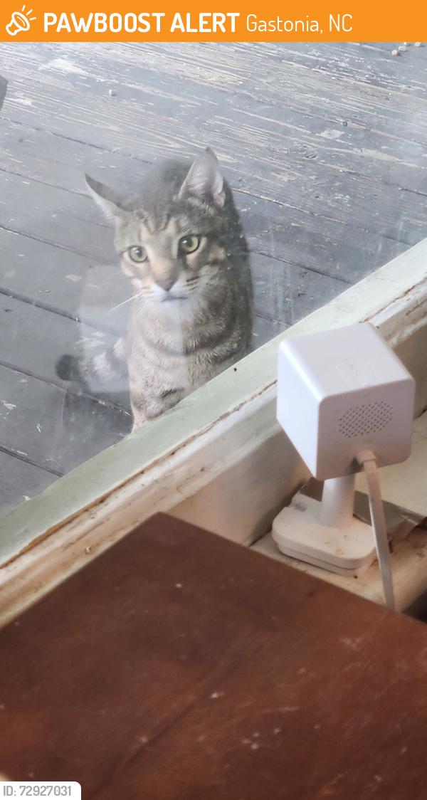 Found/Stray Unknown Cat last seen Lineberger, Gastonia, NC 28052