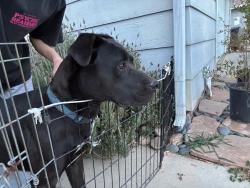 Found/Stray Unknown Dog last seen Near Machado and Grand Ave, Lake Elsinore, CA 92530