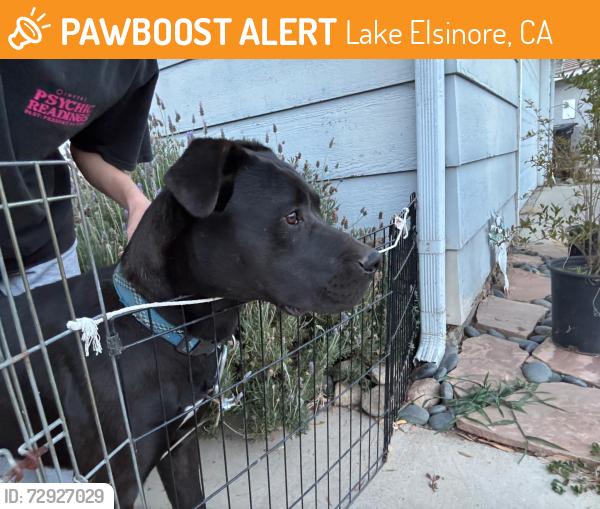 Found/Stray Unknown Dog last seen Near Machado and Grand Ave, Lake Elsinore, CA 92530