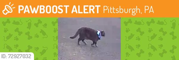 Found/Stray Unknown Cat last seen Irwin and Shiloh Ave , Pittsburgh, PA 15202