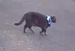 Found/Stray Unknown Cat last seen Irwin and Shiloh Ave , Pittsburgh, PA 15202