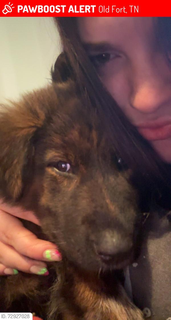 Lost Female Dog last seen branam and bates pike, Old Fort, TN 37362