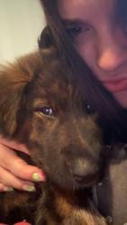 Lost Female Dog last seen branam and bates pike, Old Fort, TN 37362